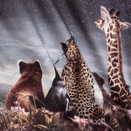 Molo-توب قطن لون رمادي للمولودات | Childrensalon Outlet