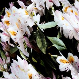 Molo-Черная хлопковая юбка с цветочным рисунком | Childrensalon Outlet